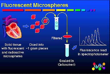 Fluorescent Microsphere Methods 2